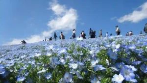 Read more about the article 東京夢亭番外 華齊2