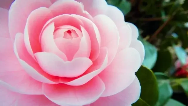 Read more about the article 東京夢亭 33