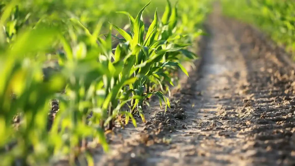 Read more about the article 如何做網頁