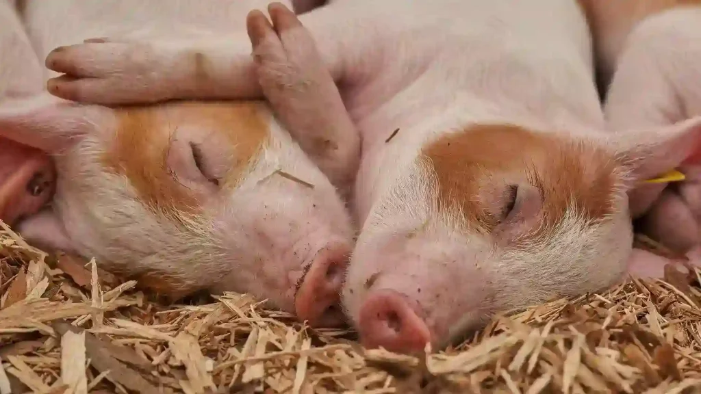 Read more about the article 移植豬腎臟還是娶越南老婆