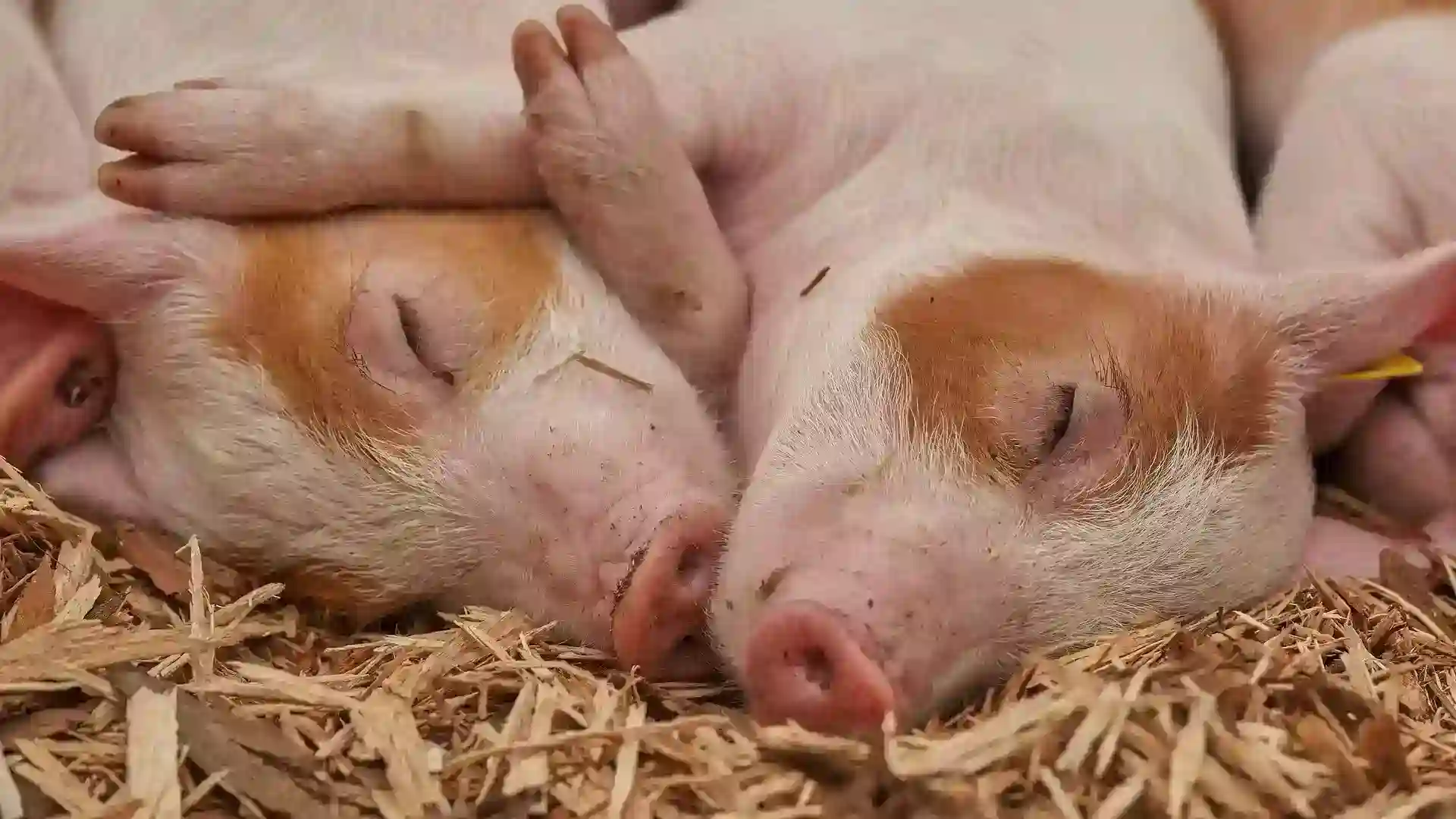 You are currently viewing 移植豬腎臟還是娶越南老婆