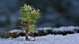 Read more about the article 焦慮與目標