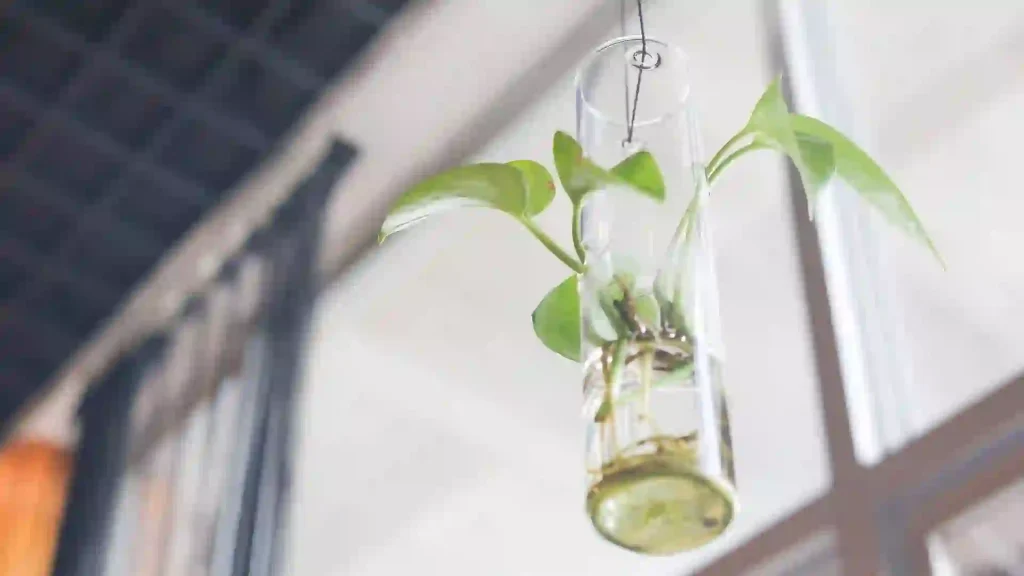 Read more about the article 迷思 二