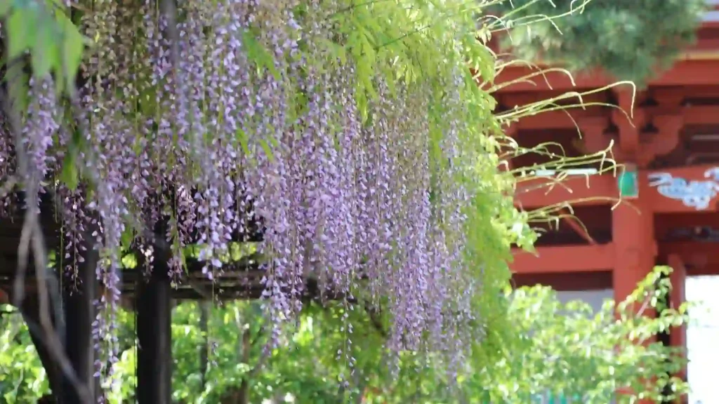 Read more about the article 源太與貴人