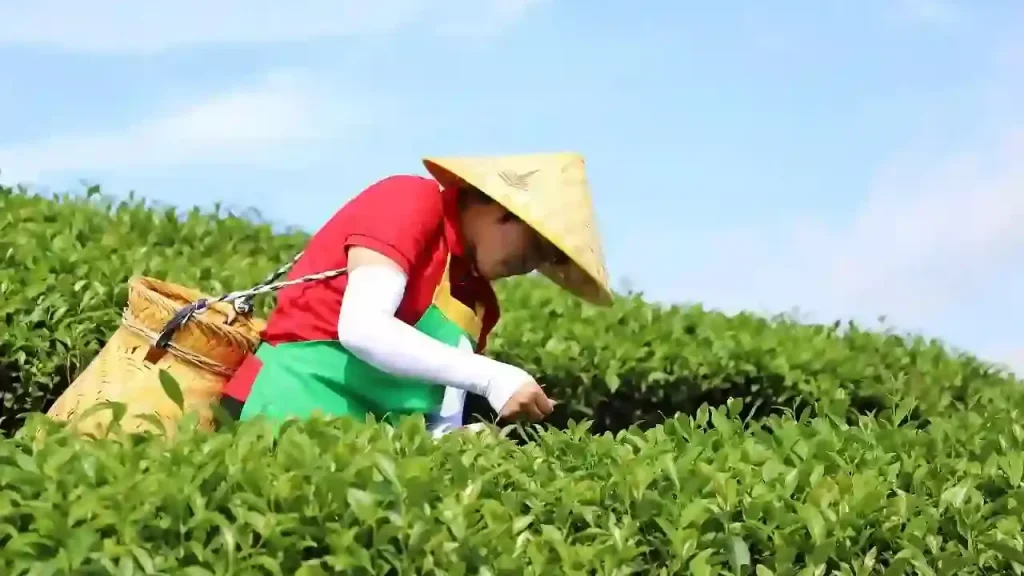 Read more about the article 寒食節