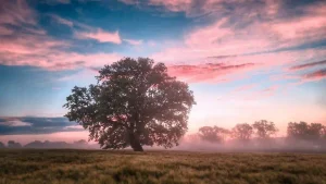 Read more about the article 貴人裡的客戶運