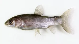 Read more about the article 受保護的內容: 2024冬季改運…飲食篇