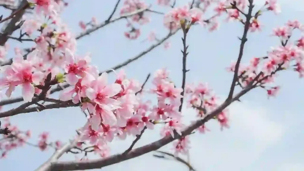 Read more about the article 2024冬季改運…桃花篇