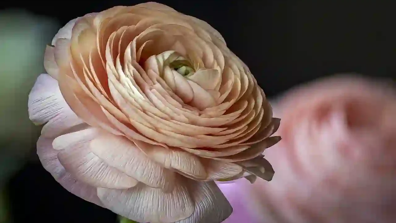 You are currently viewing 八字看癌