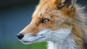 Read more about the article 宿命裡的深仇大恨——命中注定愛上你，但不代表不想掐死你