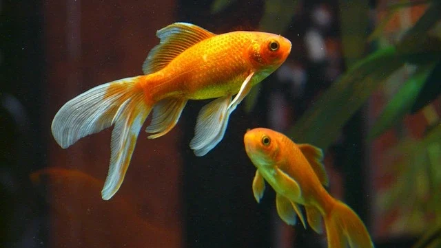 Read more about the article 養財如養魚