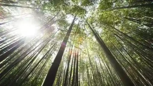 Read more about the article 藏風聚氣——水動一寸，人生進一尺