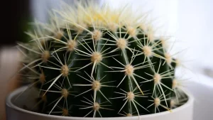 Read more about the article 仙人掌戰記——玄空飛星