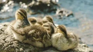 Read more about the article 受保護的內容: 秋季改運 —— 防口舌、保貴人