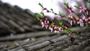 Read more about the article 哈佛湯與未開的桃花