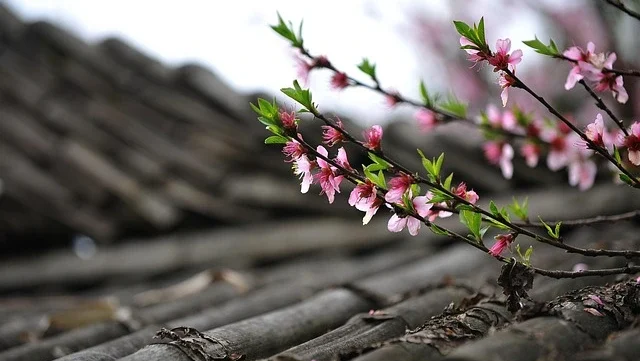 Read more about the article 哈佛湯與未開的桃花